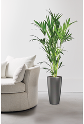 Palmier Kentia dans Rondo à réserve d'eau