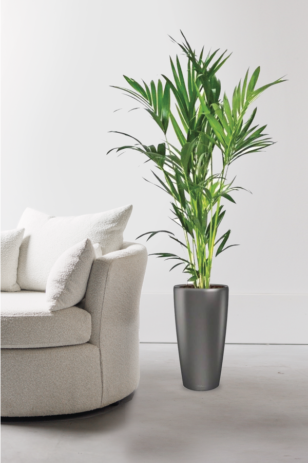 Palmier Kentia dans Rondo à réserve d'eau