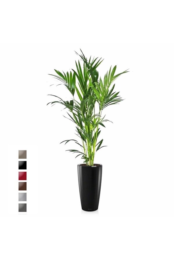 Palmier Kentia dans Rondo à réserve d'eau