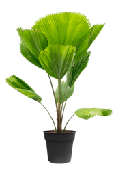 Licuala Palmier éventail