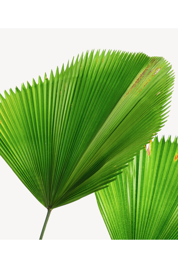 Licuala Palmier éventail