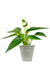 Babyplant Anthurium wit