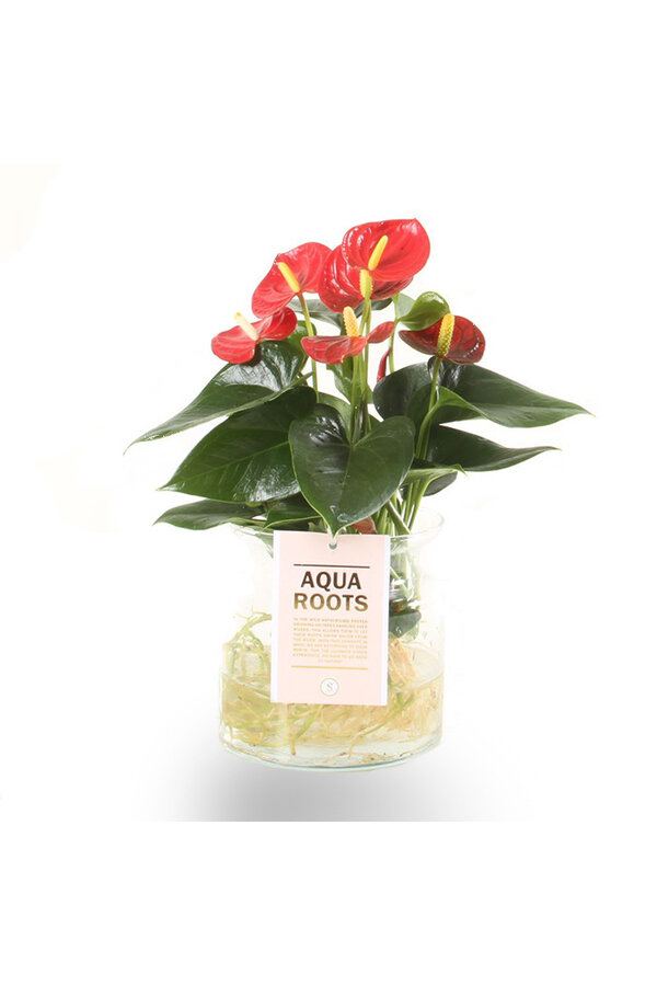 Anthurium Rouge Aqua Roots