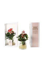 Anthurium Rouge Aqua Roots