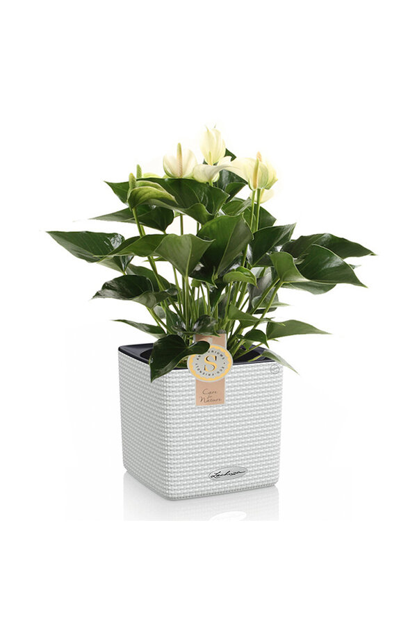 Anthurium wit in zelfwatergevende Puro