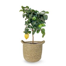 Citroenboom in Nelis naturel pot