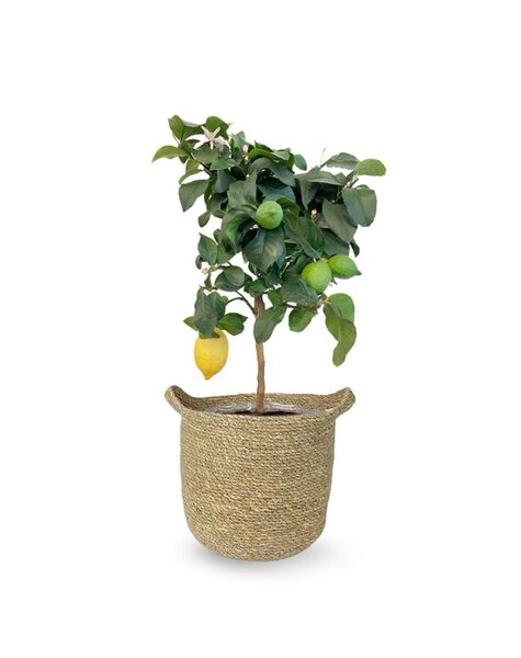 Herbe marine | Citronnier