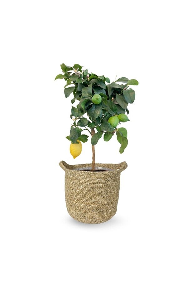 Citroenboom in Nelis naturel pot