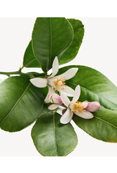 Citroenboom in Nelis naturel pot