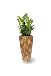 Hydroplant Zamioculcas in Jenga pot