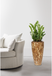 Hydroplant Zamioculcas in Jenga pot