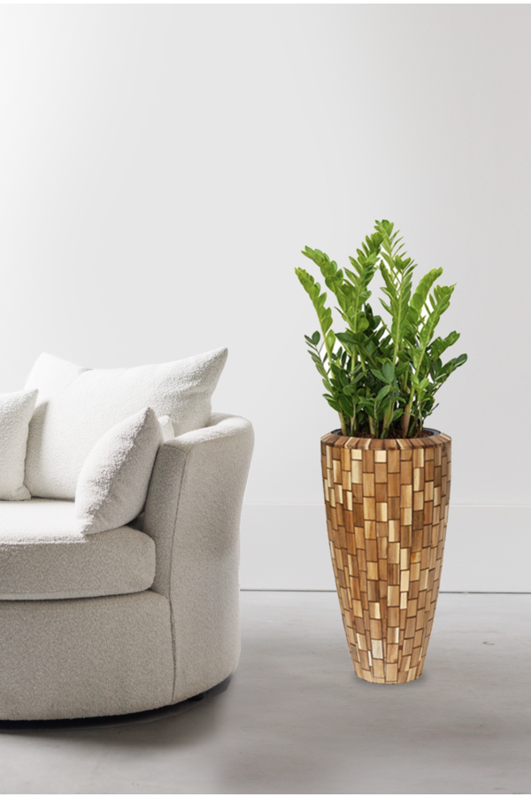 Hydroplant Zamioculcas in Jenga pot