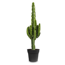 Euphorbia