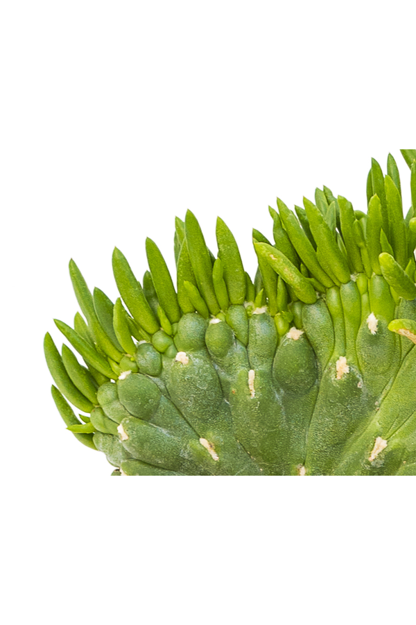 Opuntia Subalata