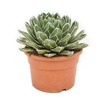 Agave