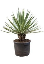 Agave Angustifolia