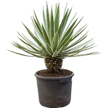 Agave