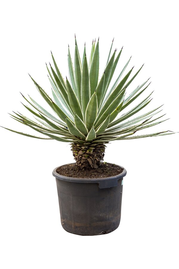 Agave Angustifolia