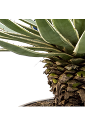 Agave Angustifolia