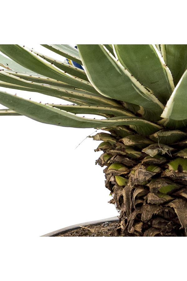 Agave Angustifolia