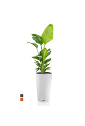 Strelitzia in Zelfwatergevende Cilindro