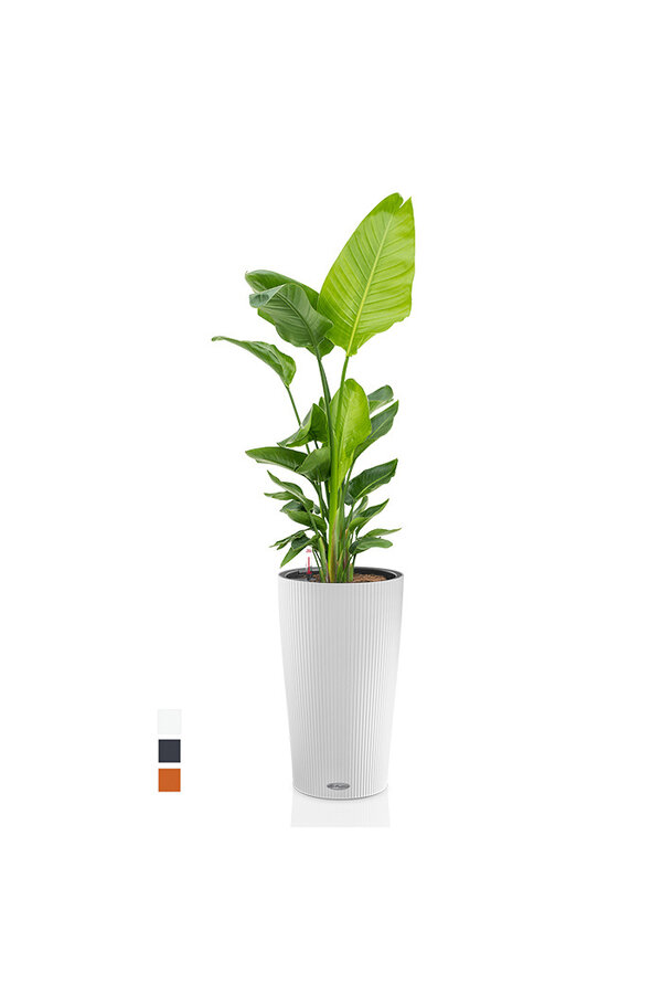 Strelitzia dans Cilindro auto-arrosant