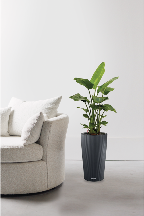 Strelitzia dans Cilindro auto-arrosant