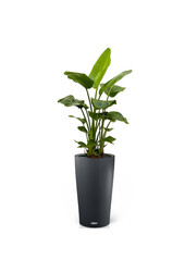 Strelitzia in Zelfwatergevende Cilindro