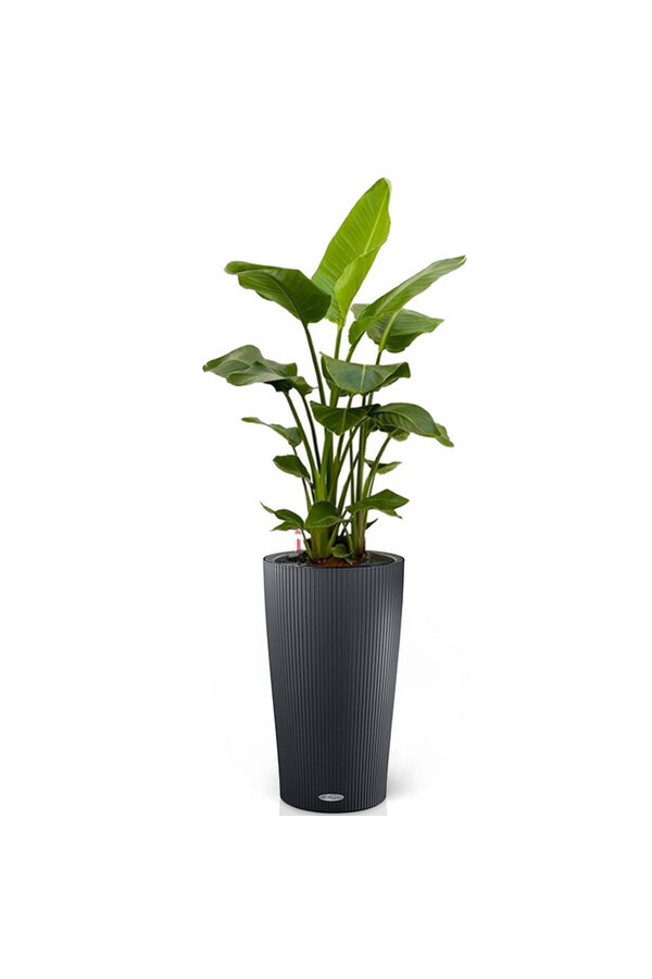 Strelitzia in Zelfwatergevende Cilindro