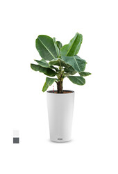 Bananier dans un Cilindro auto-arrosant