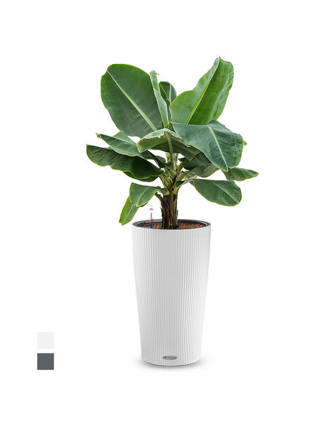 Lechuza Lechuza | Musa Nain