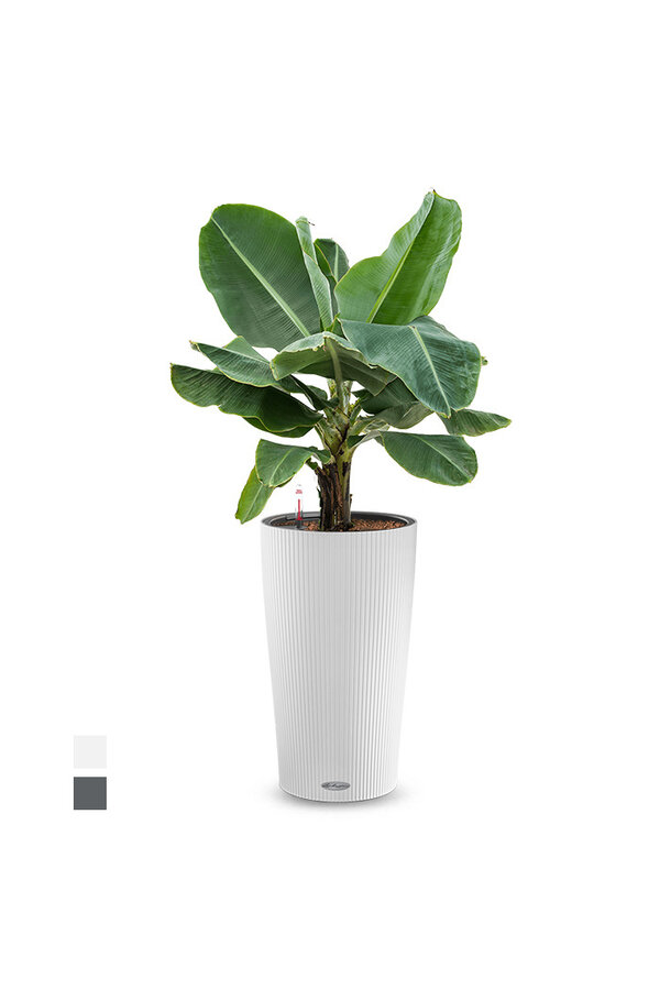 Bananier dans un Cilindro auto-arrosant