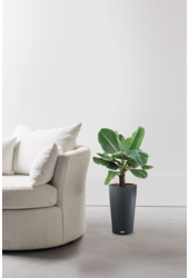 Bananier dans un Cilindro auto-arrosant