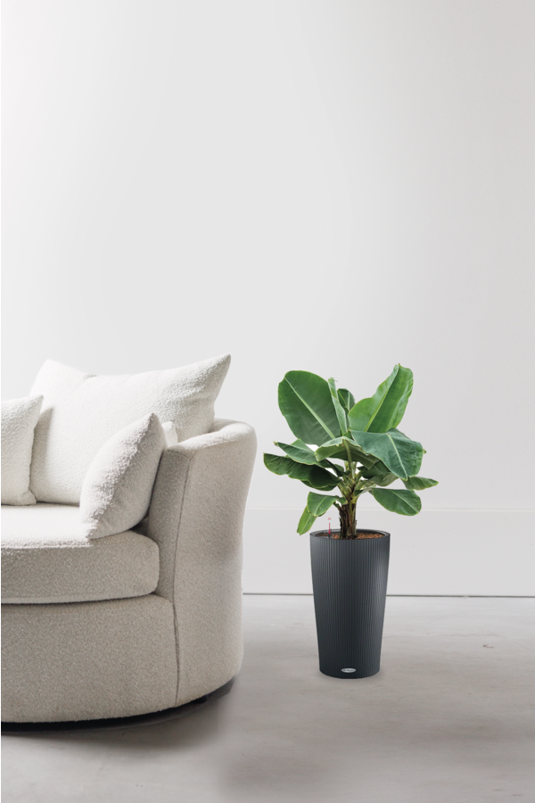 Bananier dans un Cilindro auto-arrosant