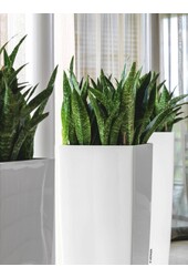 Sansevieria Cylinder Zelfwatergevende Alto