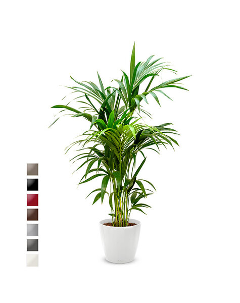 Lechuza Lechuza | Howea Forsteriana