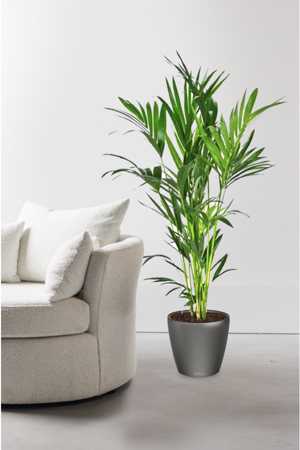 Kentia en pot Classico auto-irrigant