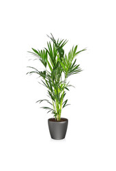 Kentia en pot Classico auto-irrigant
