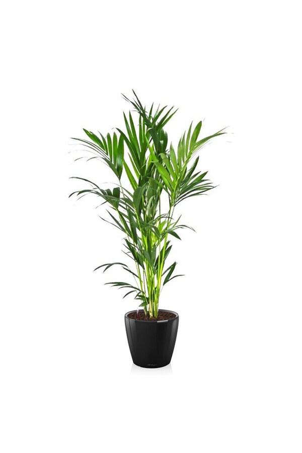 Kentia en pot Classico auto-irrigant