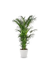 Palmier Kentia dans un Classico auto-arrosant