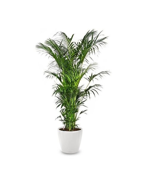 Lechuza Lechuza | Howea Forsteriana