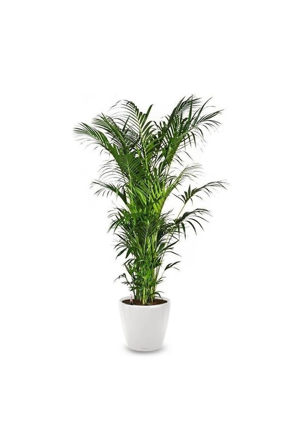 Palmier Kentia dans un Classico auto-arrosant