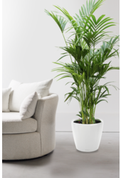 Palmier Kentia dans un Classico auto-arrosant