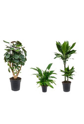 Kit de plantes d'ombre