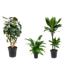 Kit de plantes d'ombre