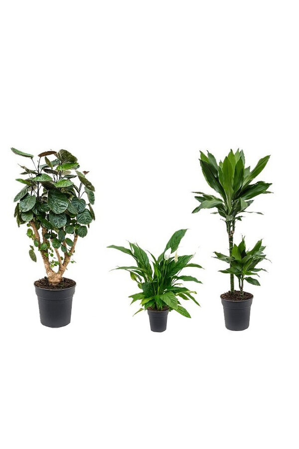 Schaduw plantenpakket
