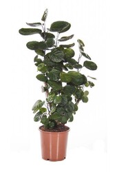 Schaduw plantenpakket
