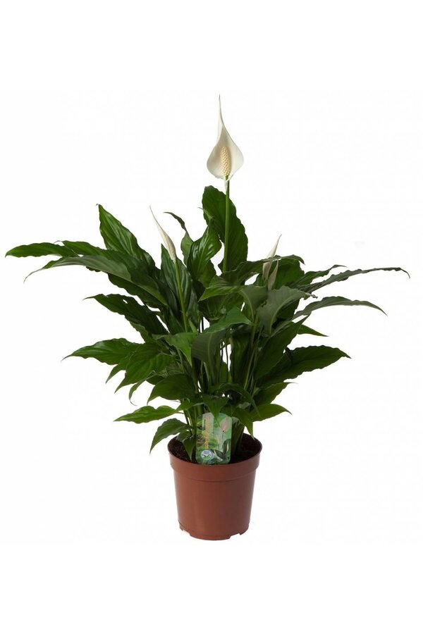 Schaduw plantenpakket