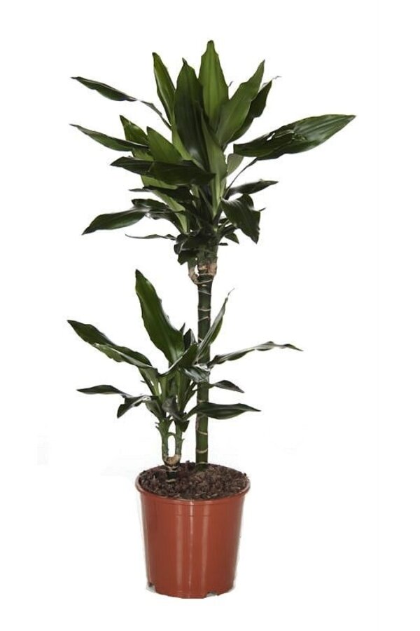 Schaduw plantenpakket