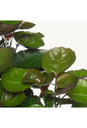 Schaduw plantenpakket
